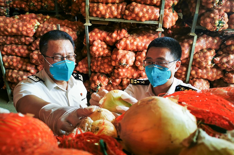图为:关员对出口洋葱进行现场查验+陈朝摄.jpg 图为:关员对出口洋葱进行现场查验+陈朝摄.jpg